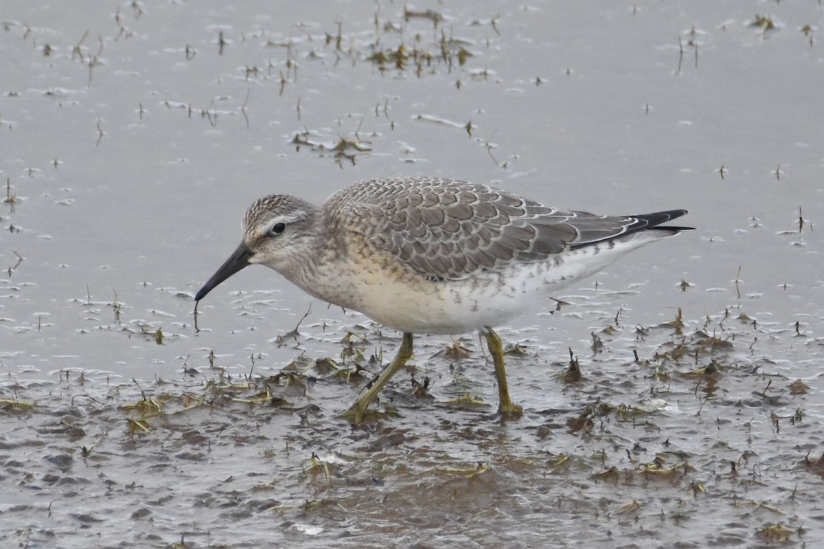 Red Knot - ML616765837