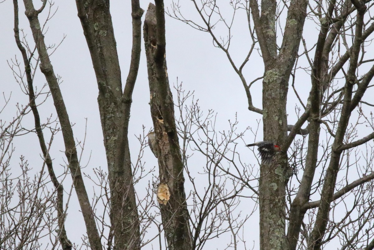 Red-bellied Woodpecker - ML616765872