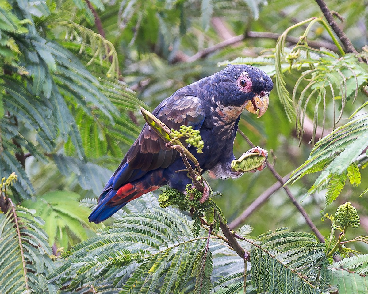 Bronze-winged Parrot - ML616765874