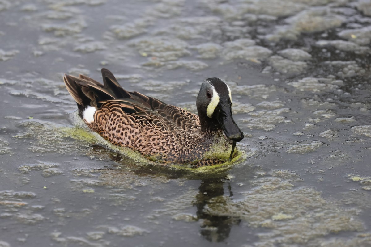 Blue-winged Teal - ML616765896