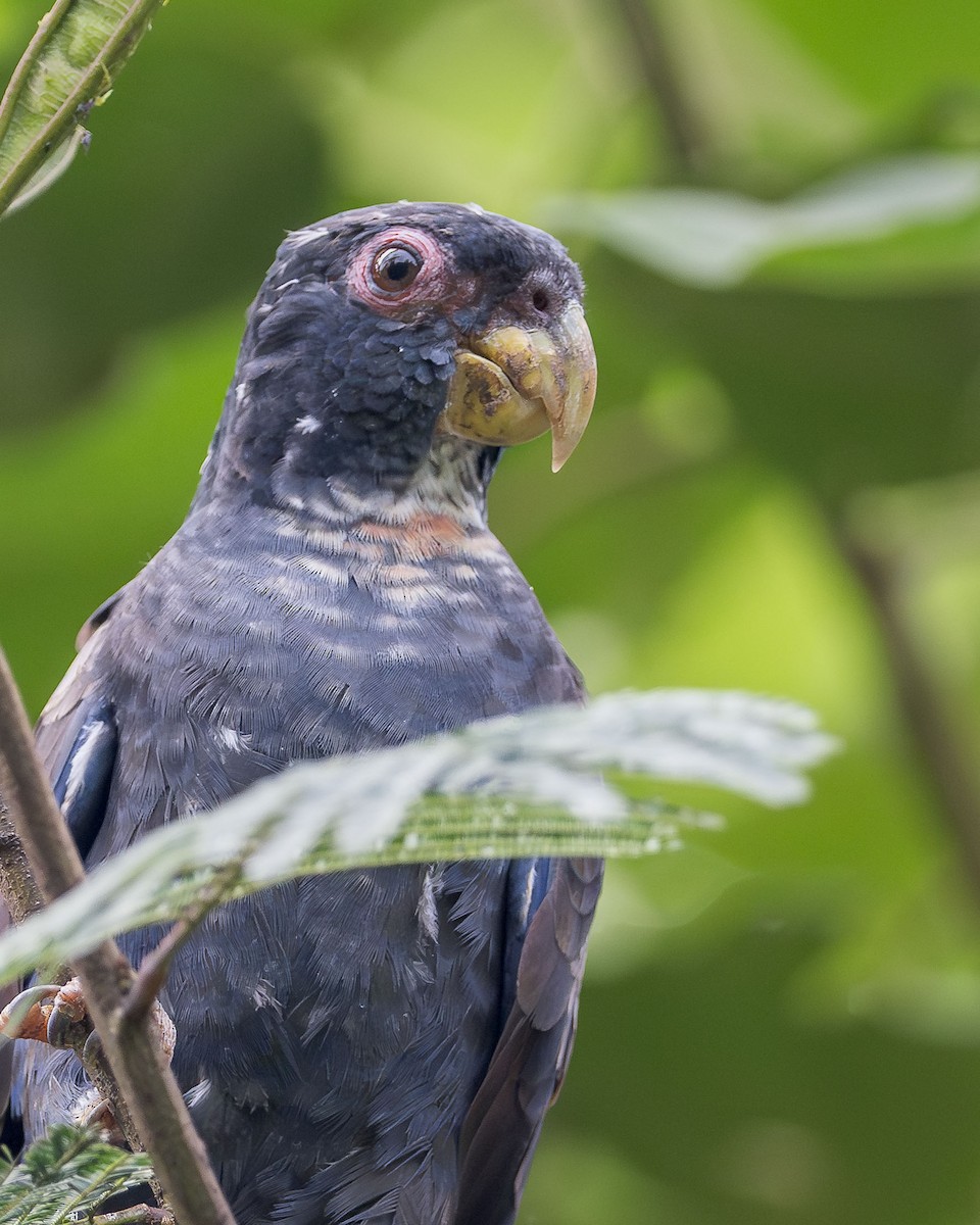 Bronze-winged Parrot - ML616765897