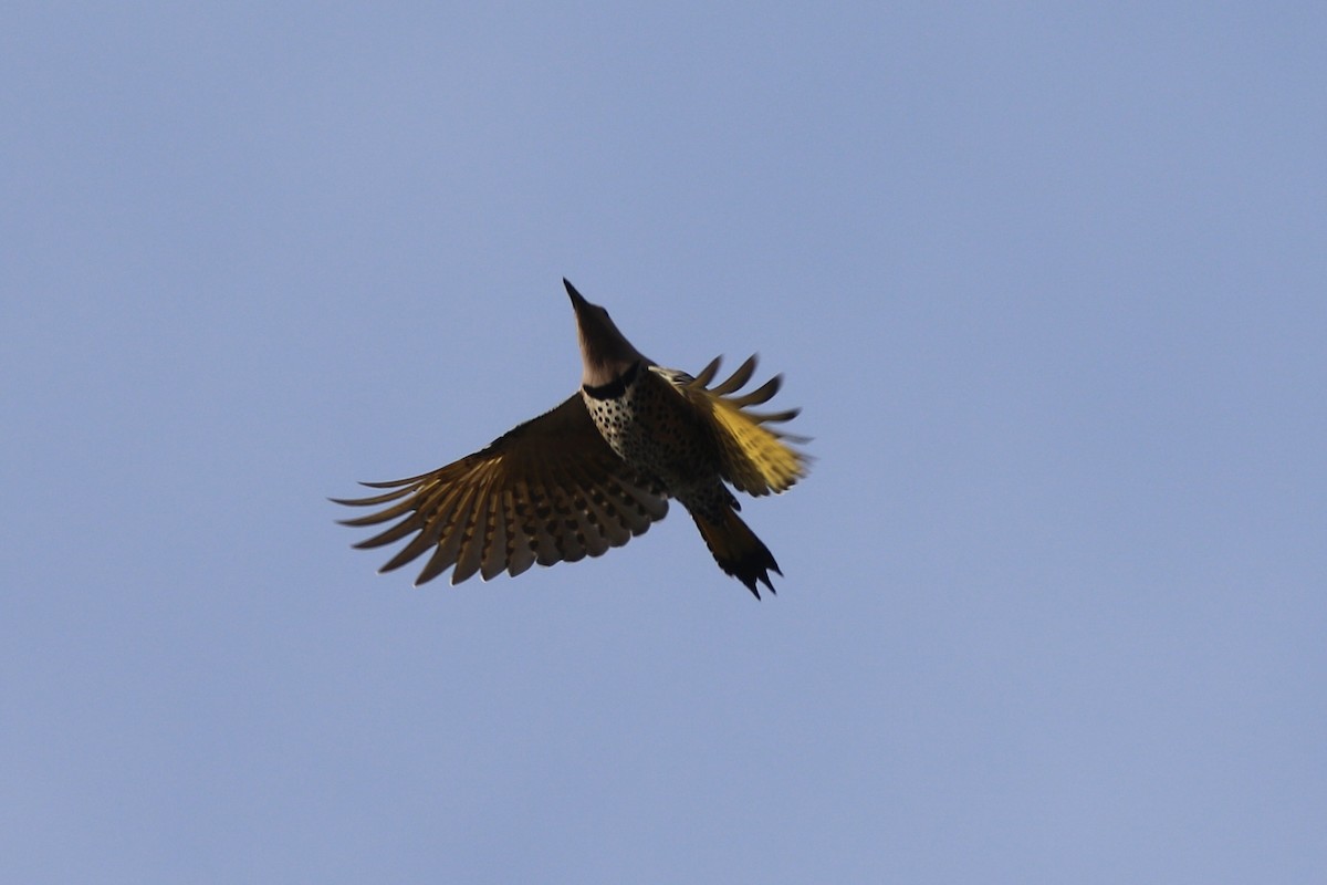 Northern Flicker - Gord Watts