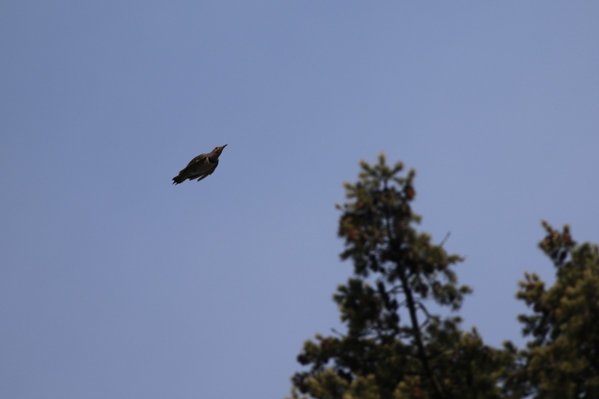 Northern Flicker - Gord Watts