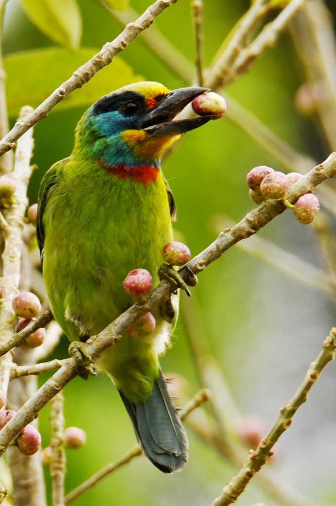 Taiwan Barbet - Johannes Pfleiderer