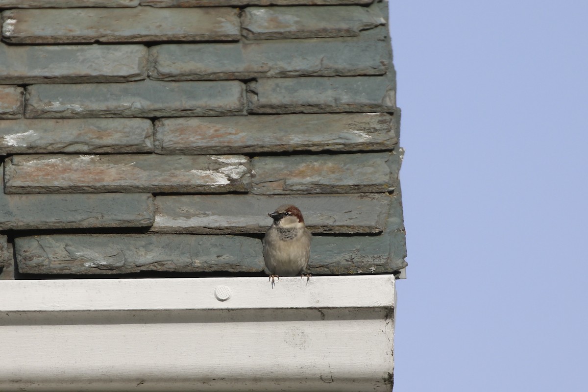 House Sparrow - Gord Watts