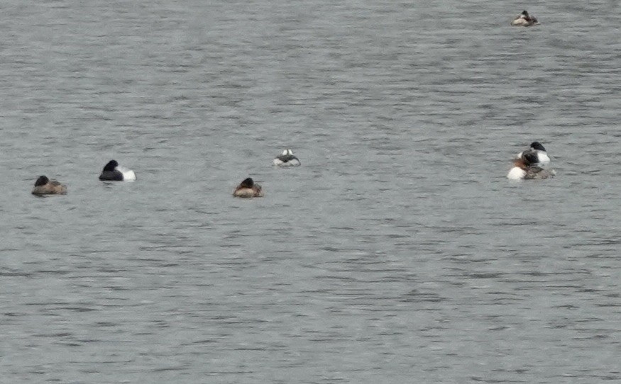 Horned Grebe - ML616765952