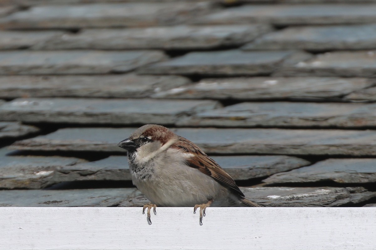 House Sparrow - Gord Watts