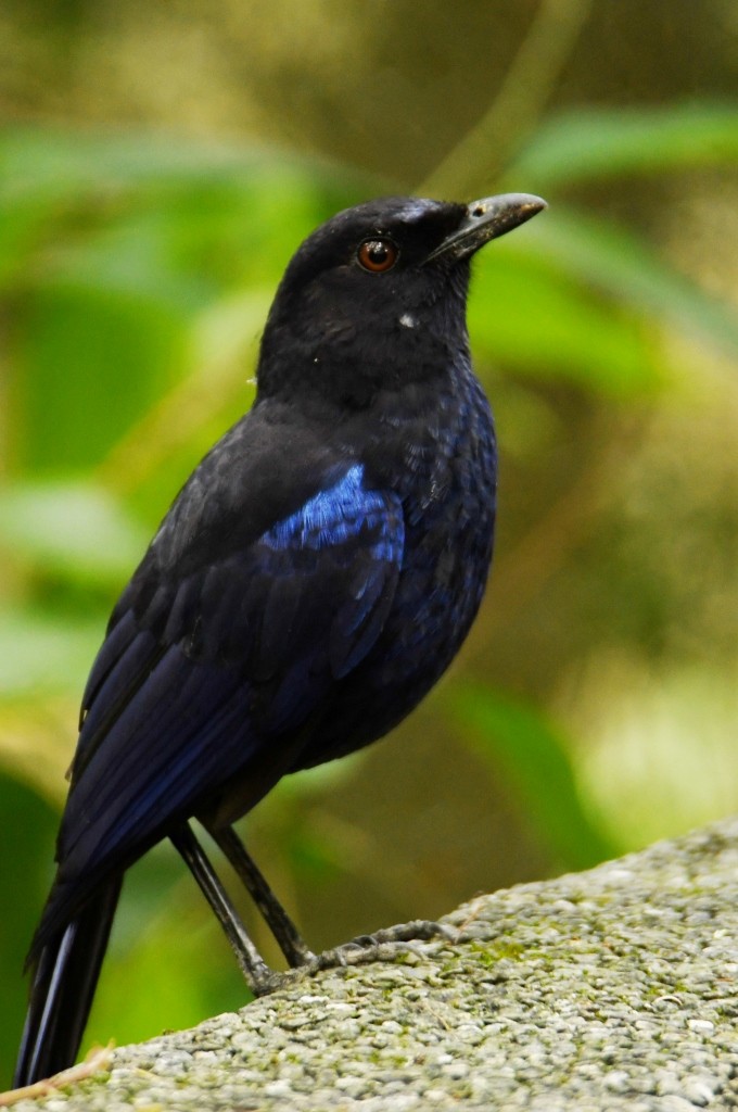 Тайваньская синяя птица - ML616765958