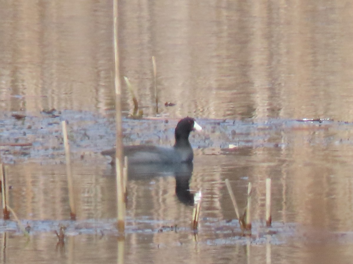 American Coot - ML616766025