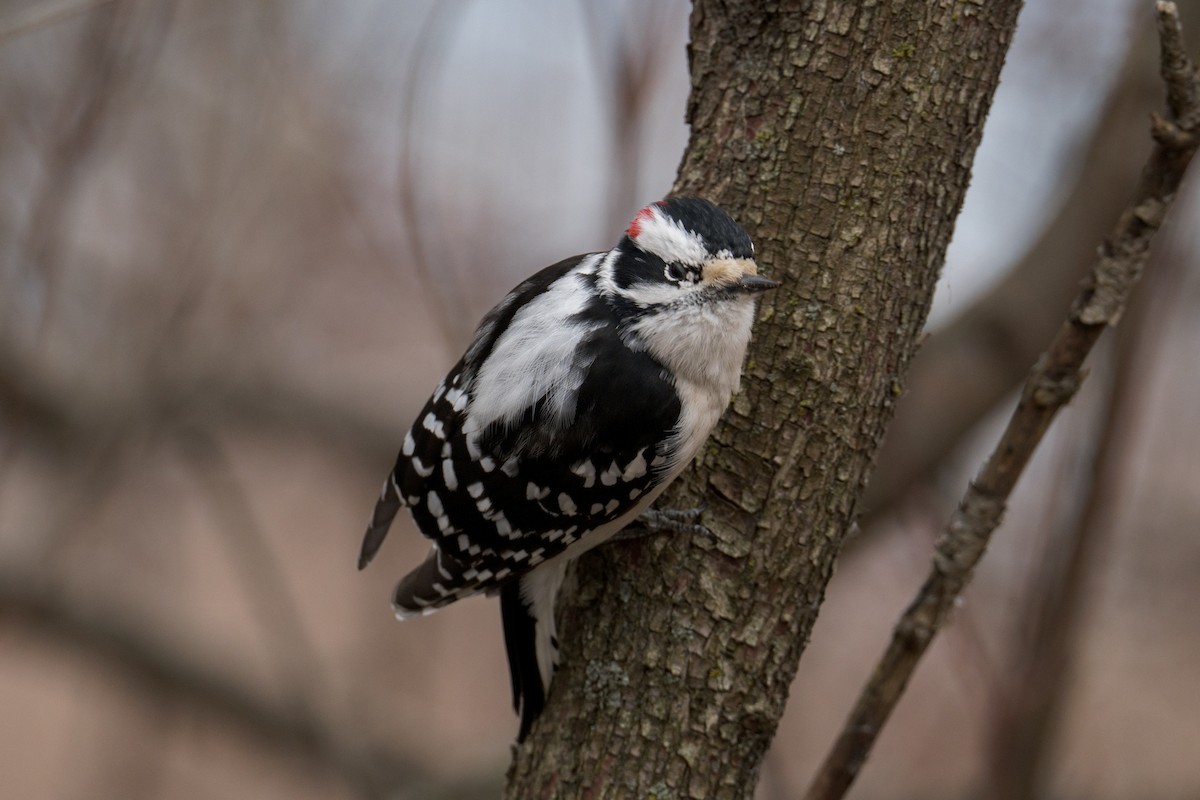 Downy Woodpecker - Jo Li