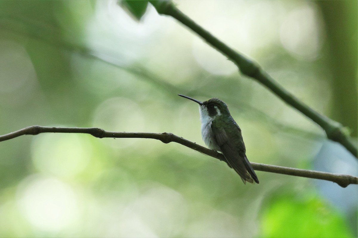 Green-throated Mountain-gem - Brian Gibbons