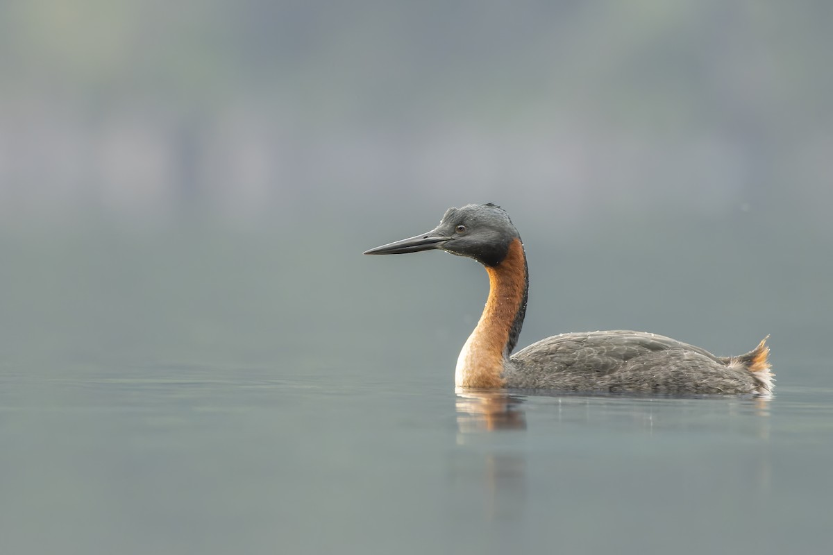 Great Grebe - ML616766051