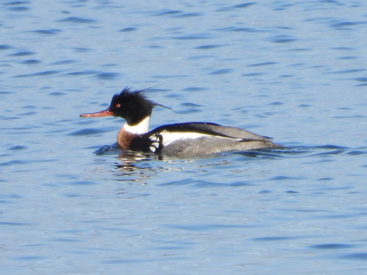 Red-breasted Merganser - ML616766076