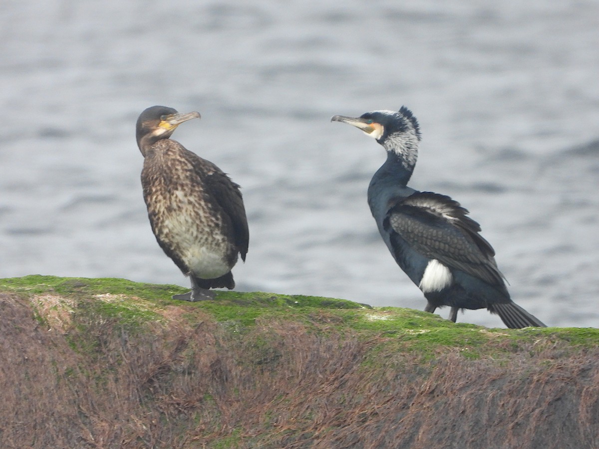 Great Cormorant - ML616766078