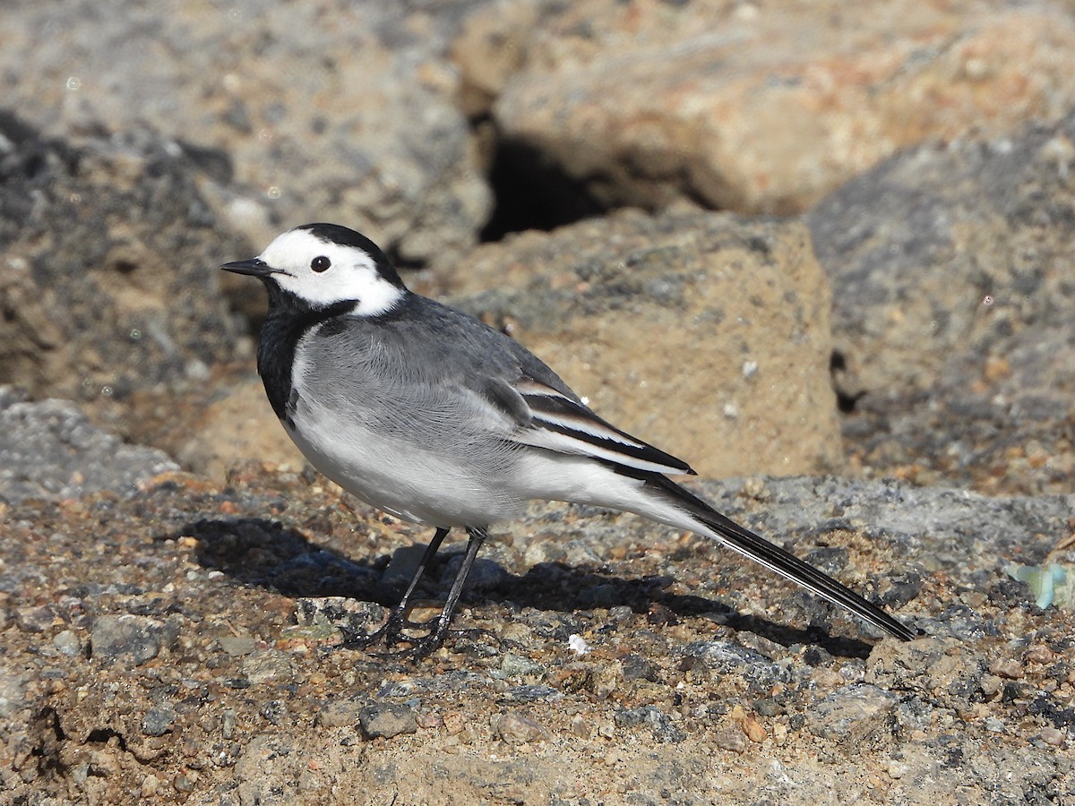 White Wagtail - ML616766079