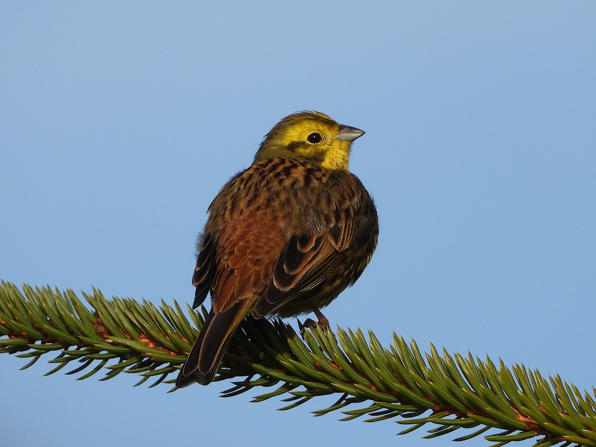 Yellowhammer - ML616766082