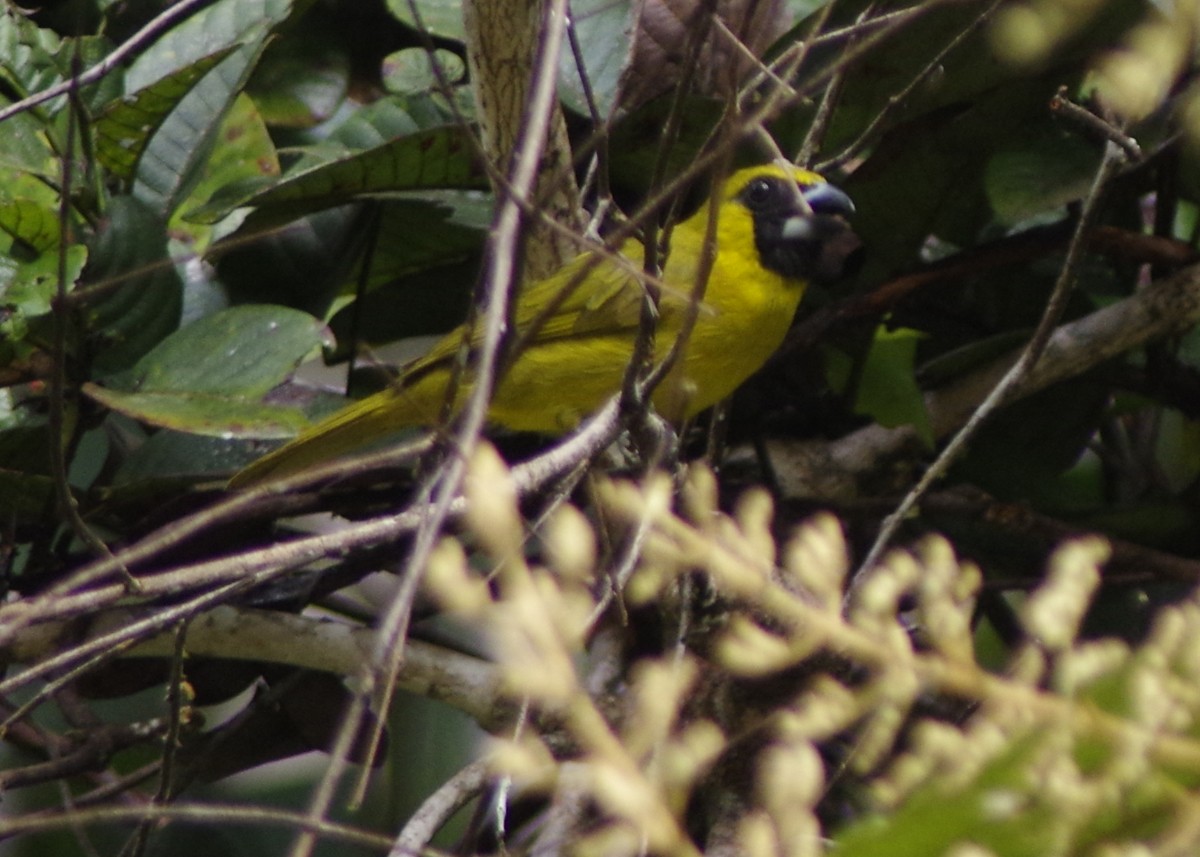 Yellow-green Grosbeak - Volkov Sergey