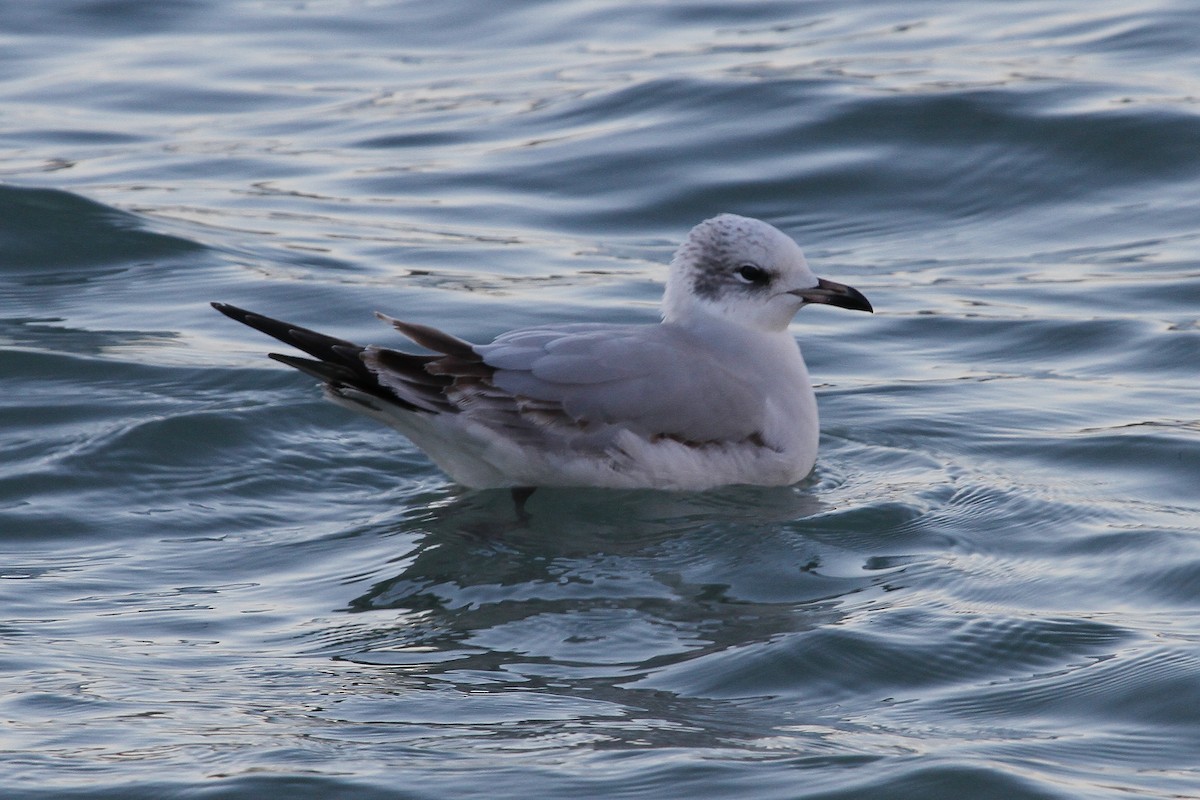 Gaviota Cabecinegra - ML616766134