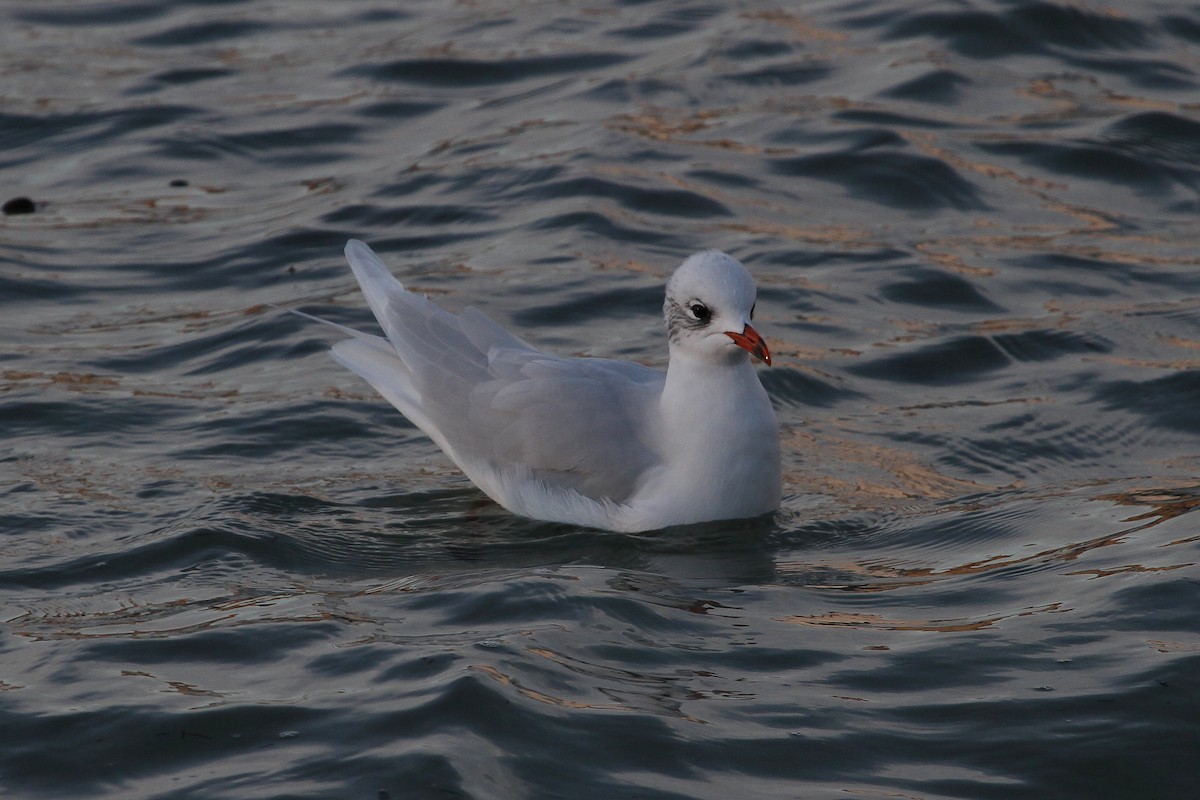 Gaviota Cabecinegra - ML616766135