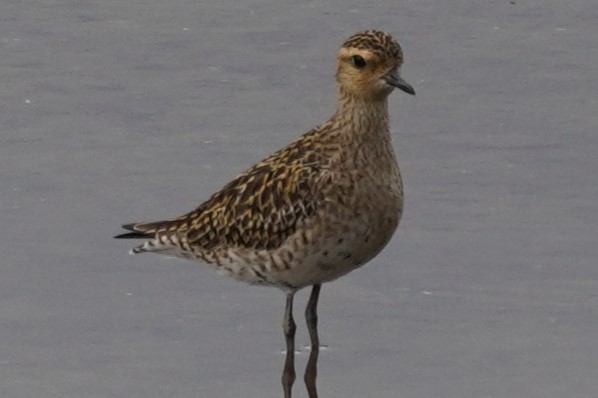 Pacific Golden-Plover - Tracy Heng