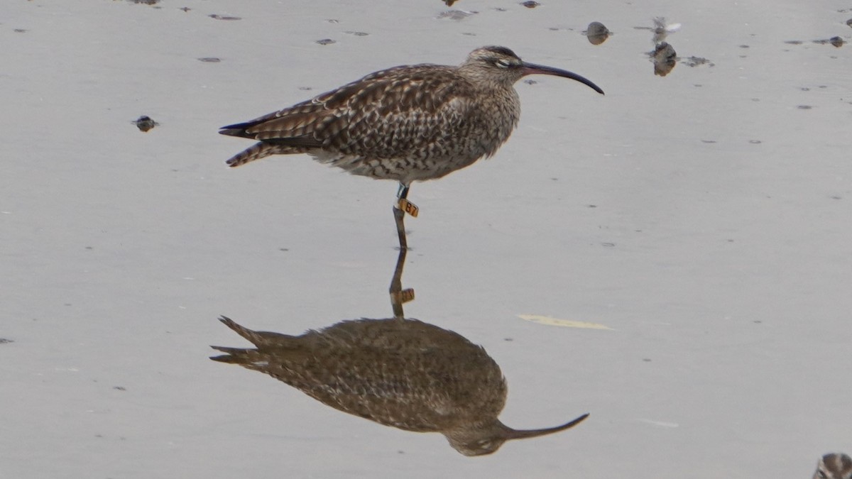 Whimbrel - Tracy Heng