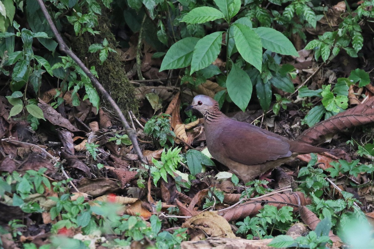 White-faced Quail-Dove - Brian Gibbons