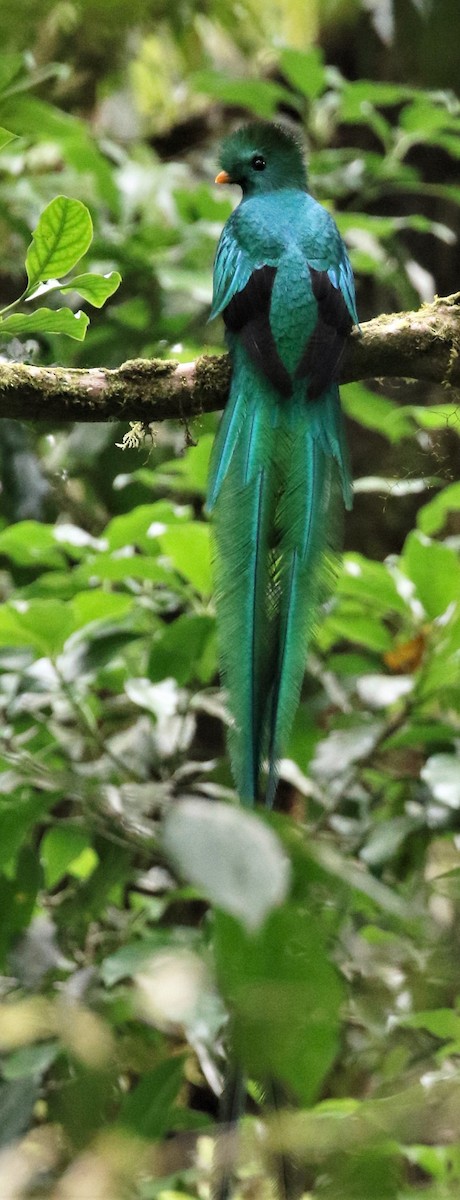 Resplendent Quetzal (Guatemalan) - Brian Gibbons