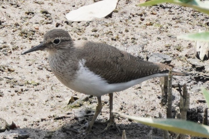 Common Sandpiper - Tracy Heng