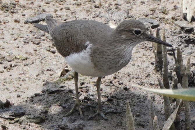 Common Sandpiper - Tracy Heng