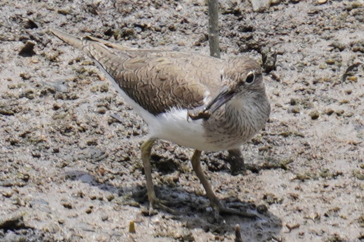 Common Sandpiper - Tracy Heng