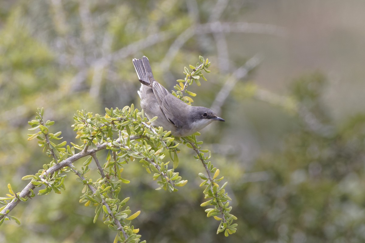 Eastern Orphean Warbler - ML616766194