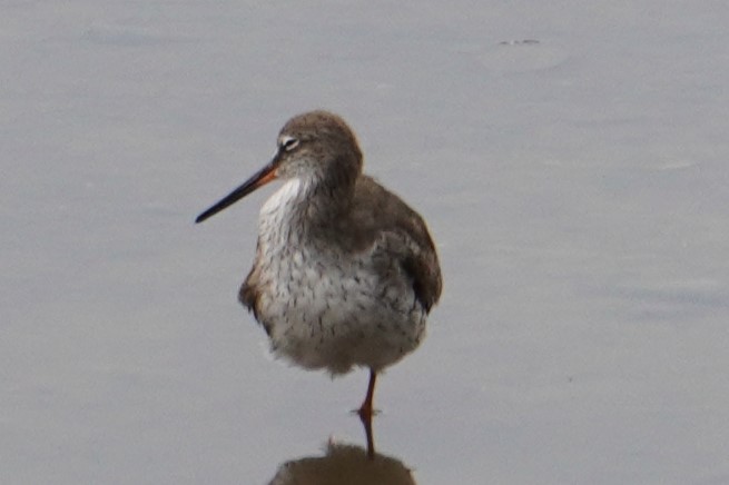 Common Redshank - Tracy Heng