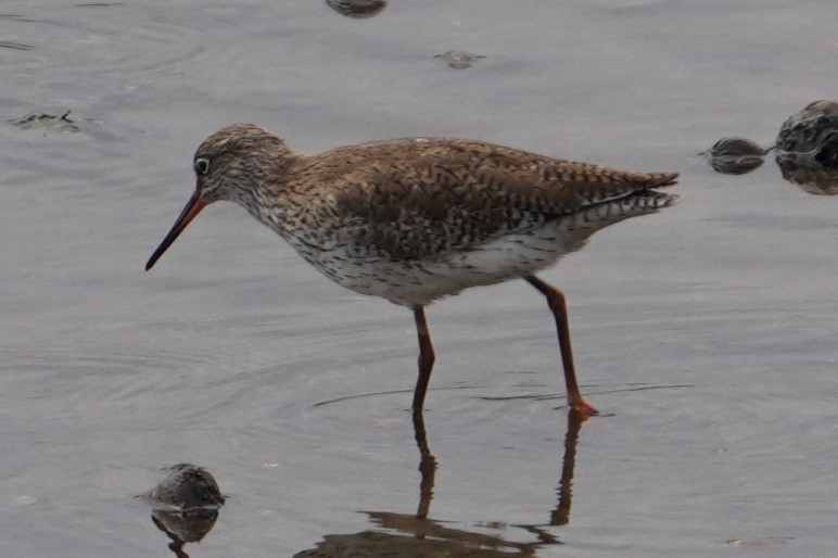 Common Redshank - Tracy Heng