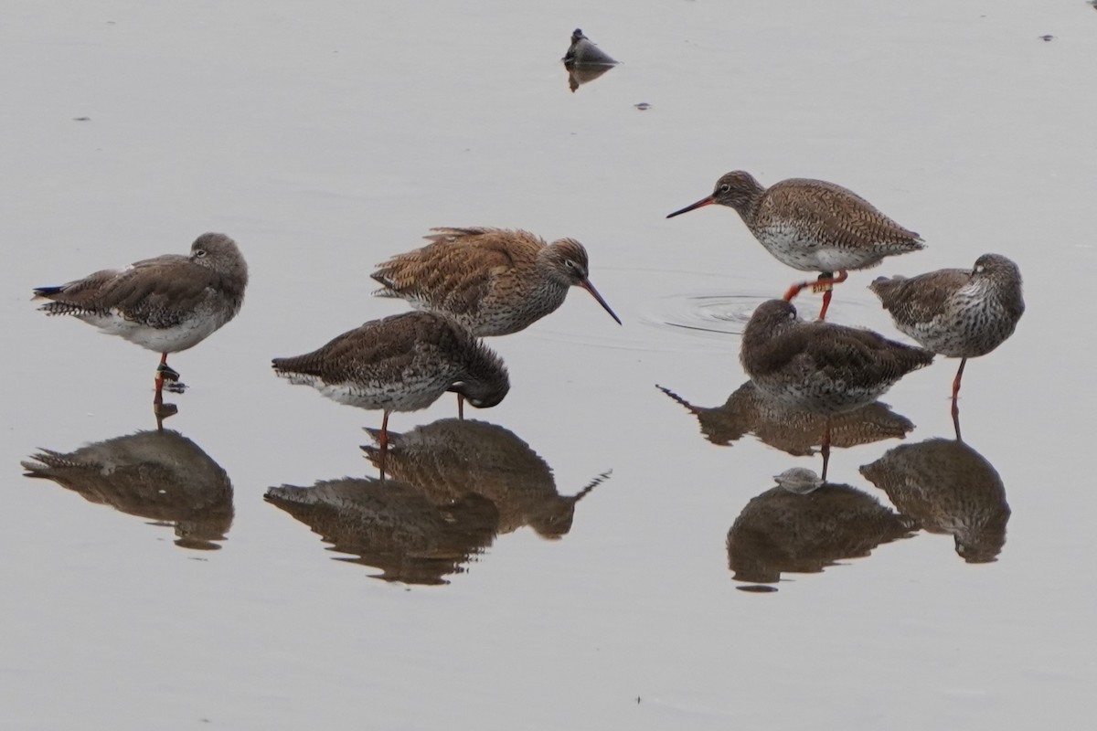 Common Redshank - Tracy Heng