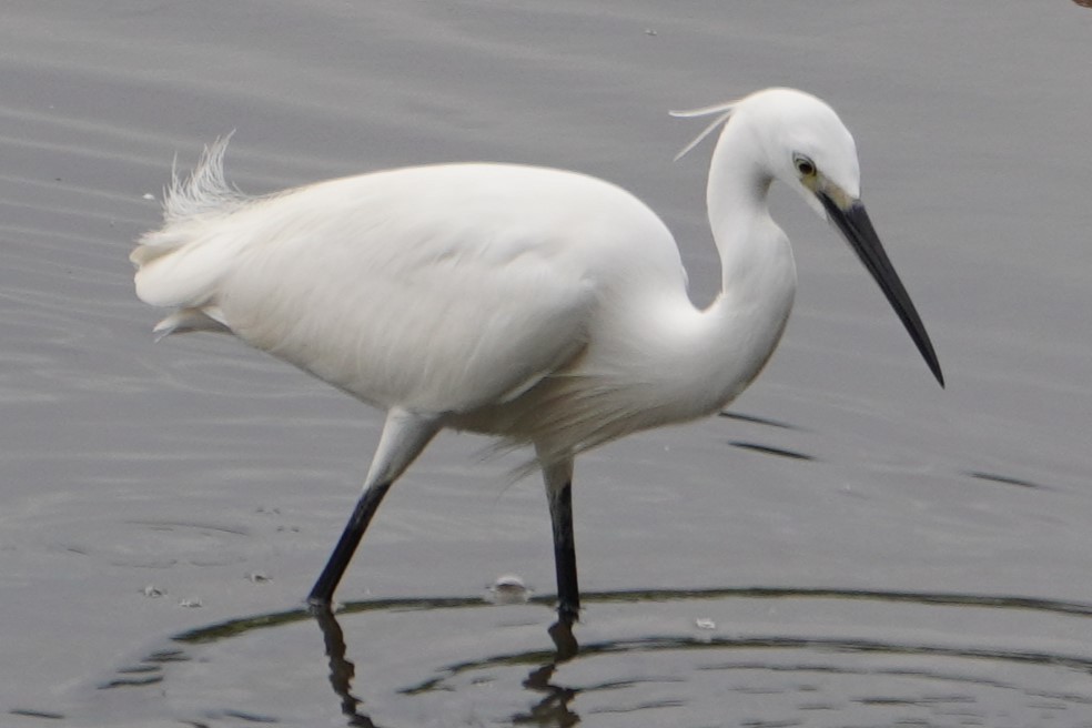 Little Egret - Tracy Heng