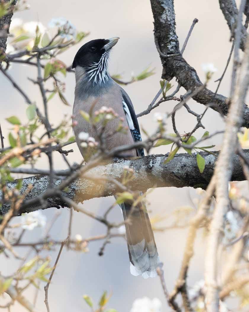 Black-headed Jay - Samanvitha Rao