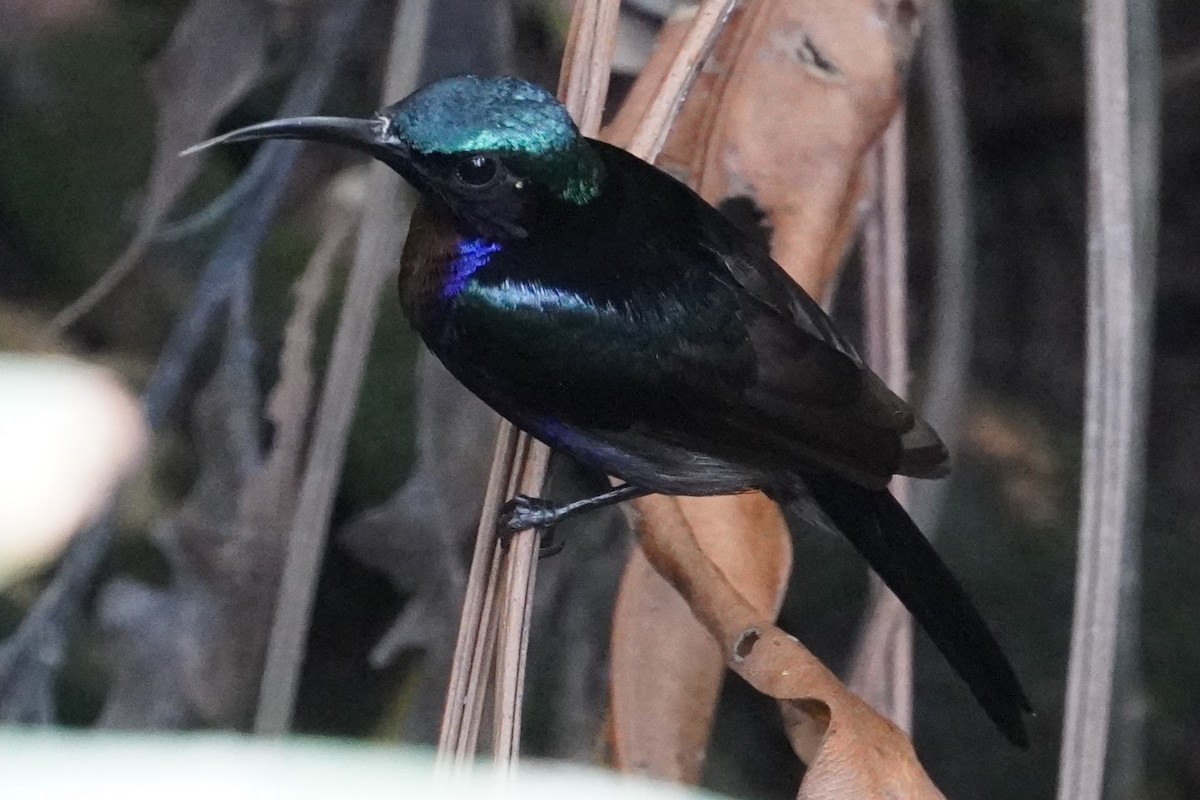 Copper-throated Sunbird - Tracy Heng