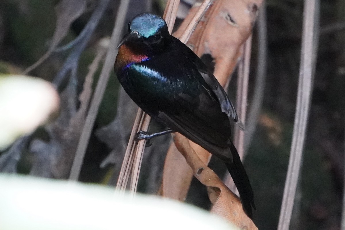 Copper-throated Sunbird - Tracy Heng