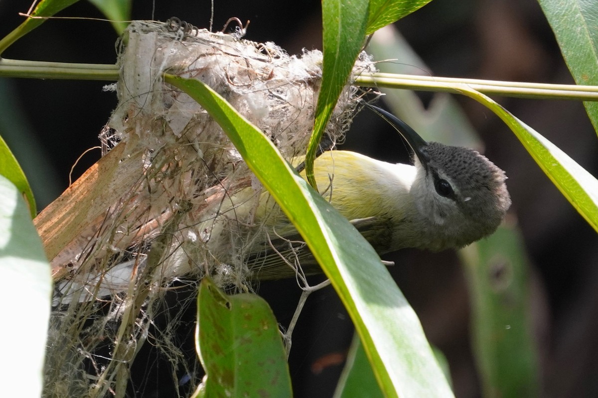 Copper-throated Sunbird - Tracy Heng