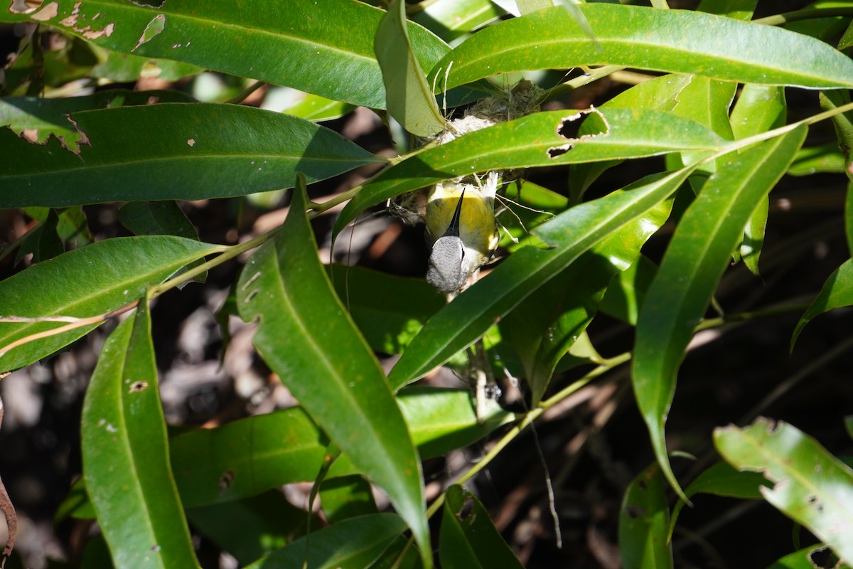 Copper-throated Sunbird - ML616766244