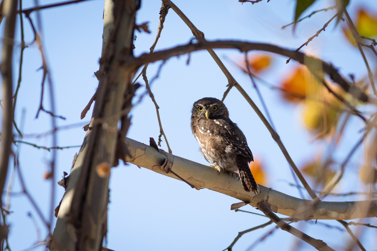Austral Pygmy-Owl - Ariel Cabrera Foix