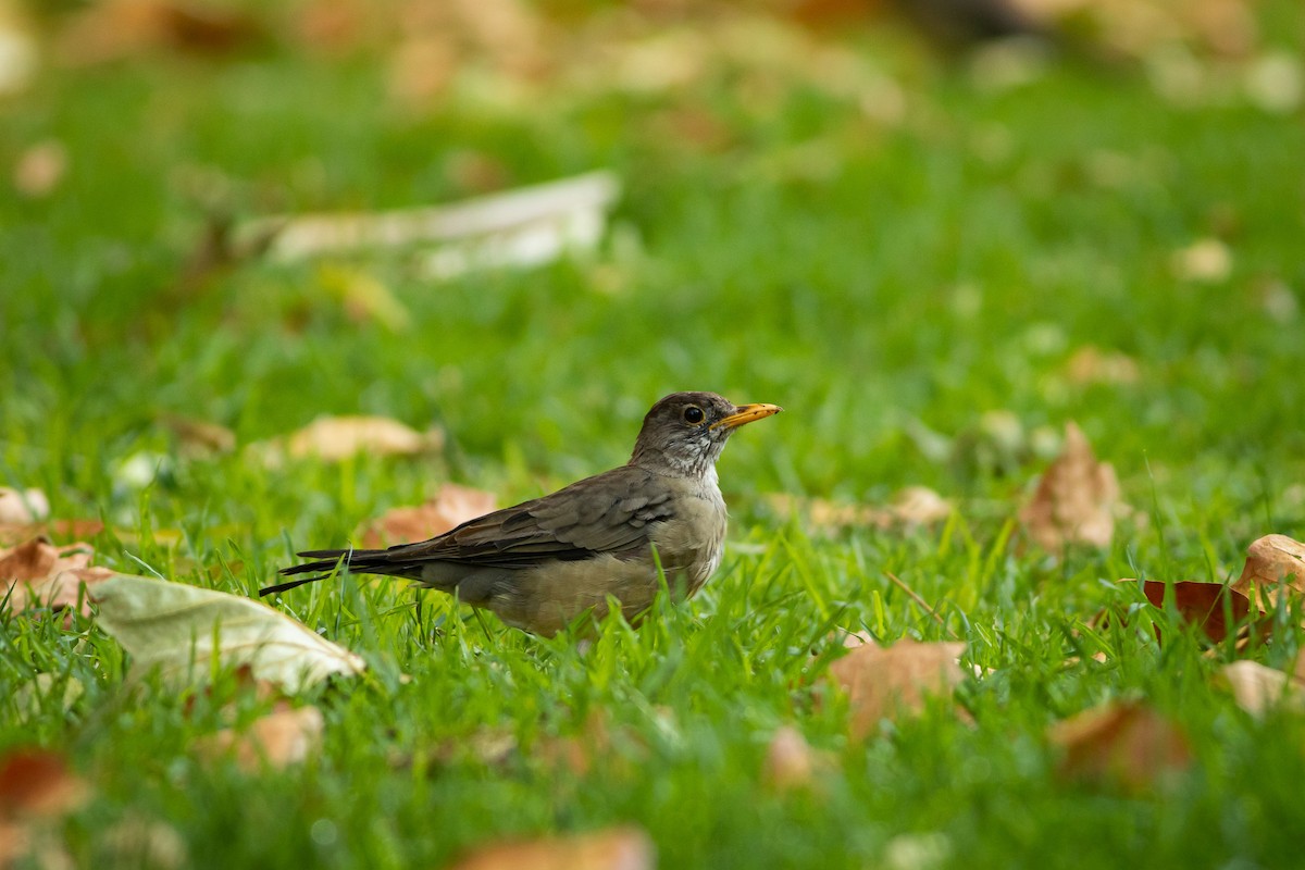 Austral Thrush (Magellan) - Ariel Cabrera Foix