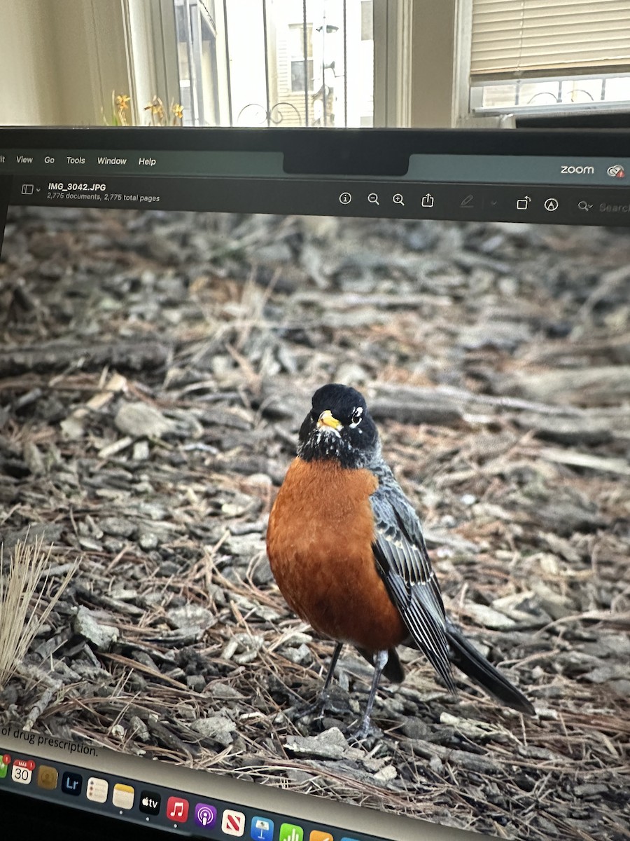 American Robin - ML616766292