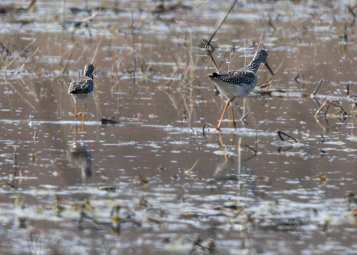 Lesser Yellowlegs - ML616766294