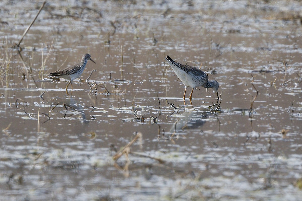 Lesser Yellowlegs - ML616766295