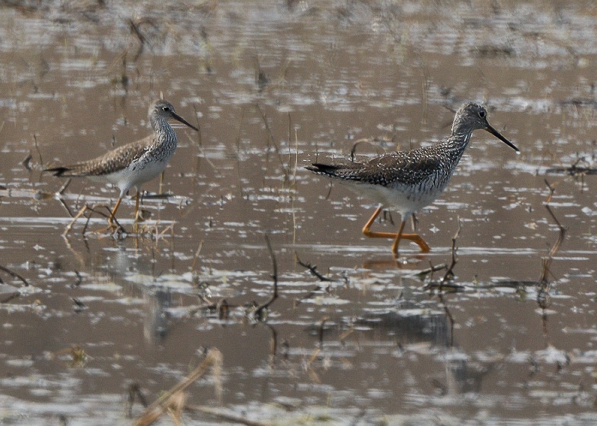 Lesser Yellowlegs - ML616766296