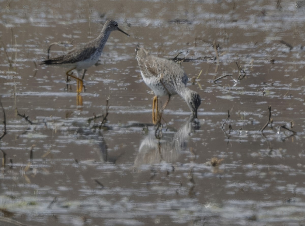 Lesser Yellowlegs - ML616766297