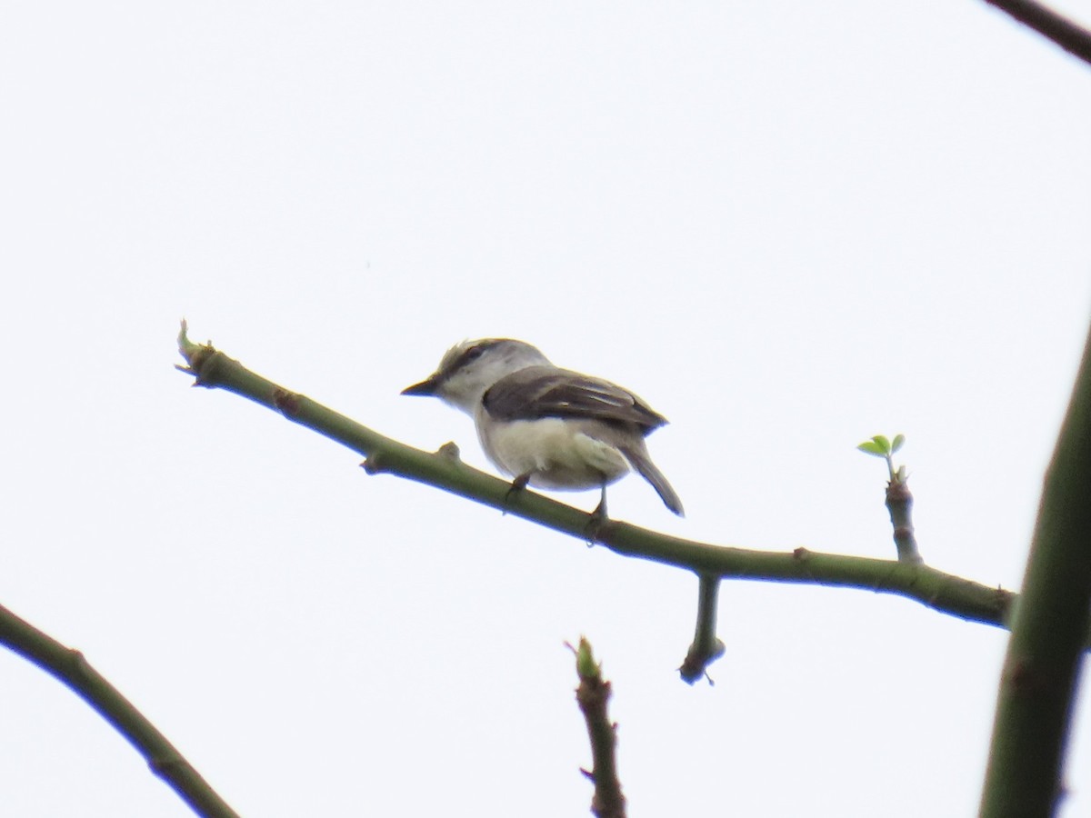 Brown-rumped Minivet - Bosco Chan