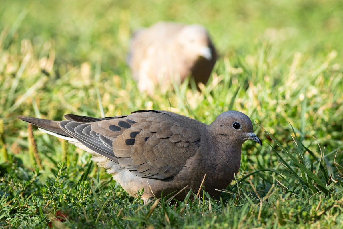 Eared Dove - Ariel Cabrera Foix