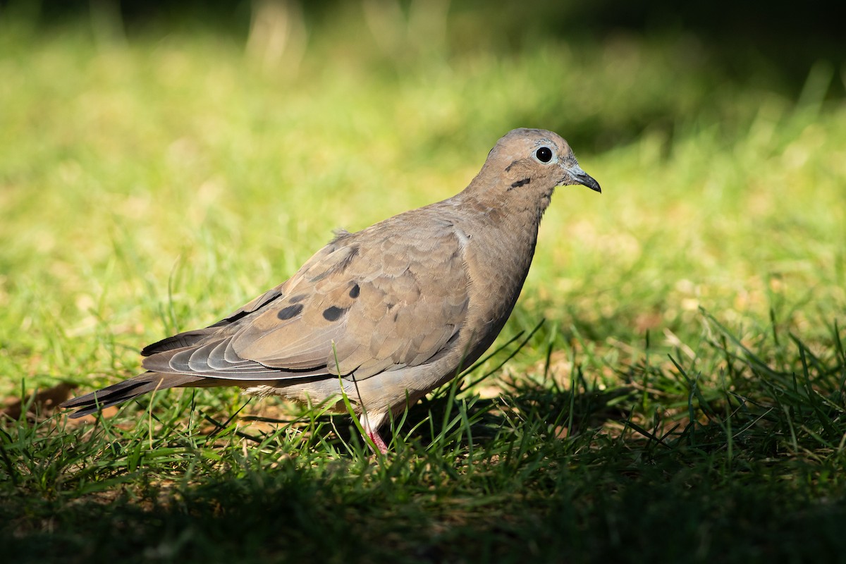 Eared Dove - Ariel Cabrera Foix